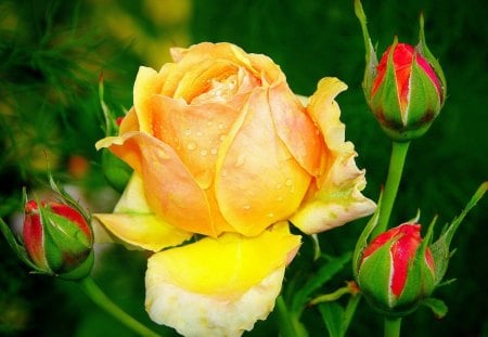 Pretty roses - nice, buds, roses, bush, greenery, summer, lovely, spring, nature, pretty, petals, beautiful, leaves, flowers