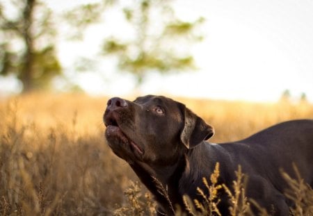 Dog - puppy, animals, lovely, bubbles, pay, dog face, face, playful, pretty, beautiful, dogs, playful dog, sweet, cute, puppies