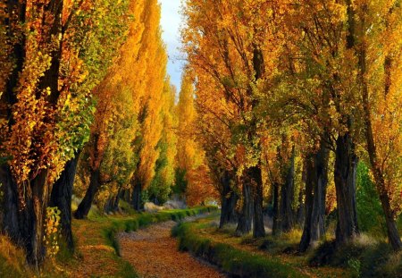 Autumn - tree, autumn, forest, path