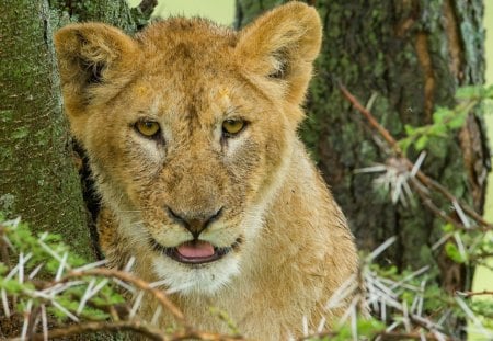 Lion - pretty, cat face, sleepy, paws, kitten, cats, face, sleeping, hat, beautiful, beauty, lovely, sweet, cat, cute, animals, kitty