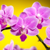 Beautiful orchids