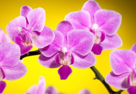 Beautiful orchids - flowers, oriental, orchids, petals, pink