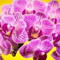 Beautiful orchids