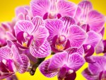 Beautiful orchids