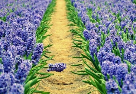 Flower fields - hyacinths, fields, flowers, path