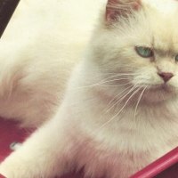 A white cat in a red wagon