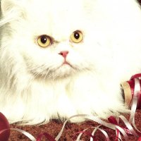 A Persian cat at Christmastime