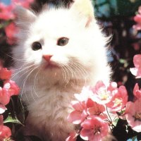 A white kitten in a apple tree