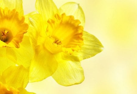 Daffodils - flowers, blooms, yellow, daffodils, petals