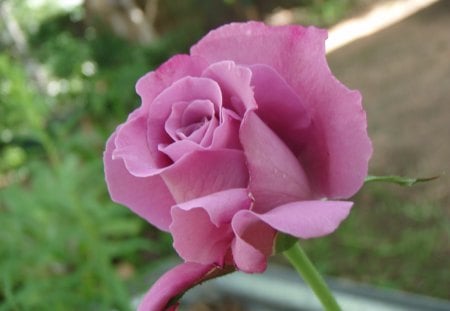 Pink Rose 3 - rose, flower, pink, photography