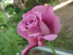 Pink Rose 3