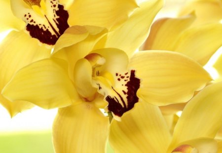 Beautiful orchids - oriental, orchids, petals, flowers, yellow