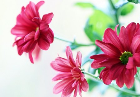 Chrysanthemums - flowers, blooms, chrysanthemums, petals