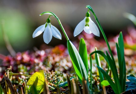 Flowers