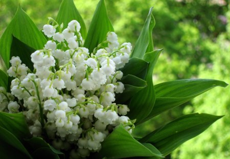 Flowers - pretty, beautiful, beauty, spring, lovely, petals, spring time, flowers, spring flowers, nature, green