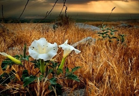 Flowers - beauty, lovely, spring, nature, pretty, petals, beautiful, spring time, green, spring flowers, flowers