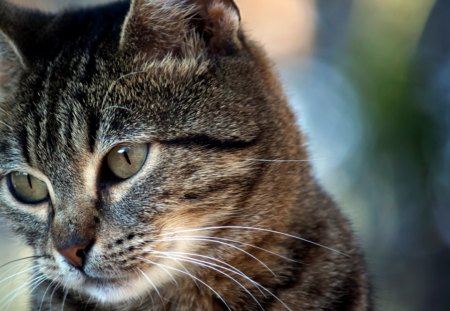 Cat - sleeping, beauty, cat face, hat, animals, sleepy, paws, face, pretty, cute, cat, kitty, lovely, kitten, cats, beautiful, sweet