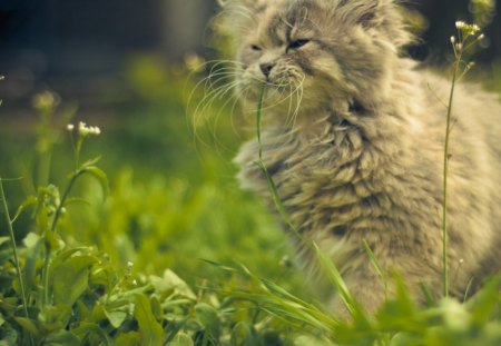 Cat - sleeping, beauty, cat face, hat, animals, sleepy, paws, face, pretty, cute, cat, kitty, lovely, kitten, cats, beautiful, sweet