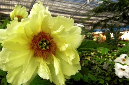 Beautiful Peony - yellow, Beautiful, lovely, flower, Peony