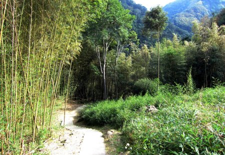 Bamboo forest - Bamboo, trail, nature, forest, mountain