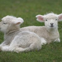 two lambs