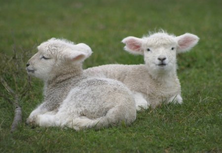 two lambs - white, nature, sheep, easter, lambs