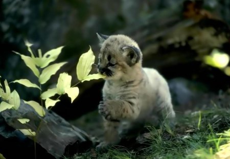 little wild cub - babies, kittens, cats, wild animals