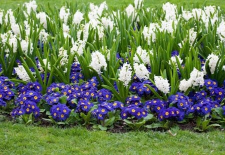 spring flowers - white, purple, flowers, garden, spring