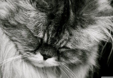 Cat - pretty, cat face, sleepy, paws, kitten, cats, face, sleeping, hat, beautiful, beauty, lovely, sweet, cat, cute, animals, kitty