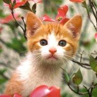 A kitten in a tree