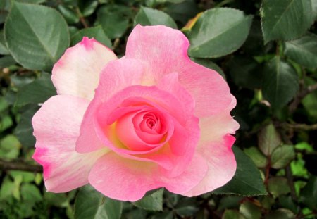 Pink rose - pretty, rose, pink, soft