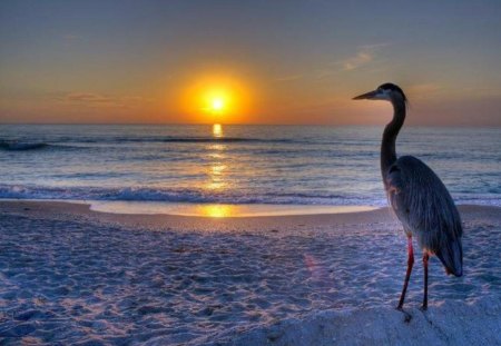 Peace andQuiet - glow, ocean, beach, evening, sunset, sand, heron