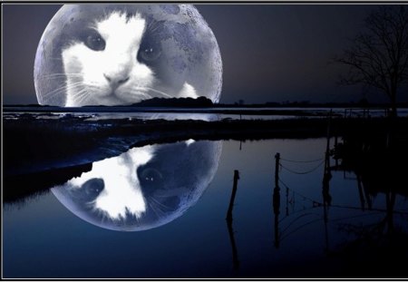 Cat-Fatso Moon - moon, fatso, tuxedo cat, lake, cat, cats, eyes, cute