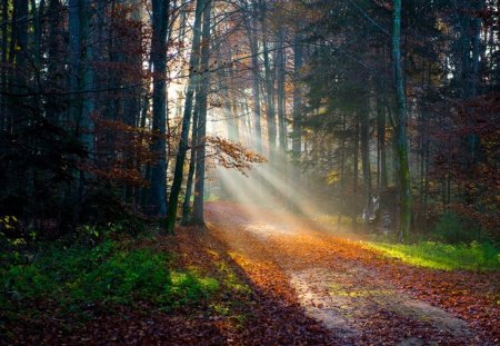 October lights - trees, dawn, sunrise, path, landscapes, sun rays