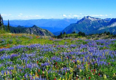 Meadow of flowers - pretty, summer, grass, meadow, spring, mountain, calmness, flowers, fresh, field, nice, sky, clouds, beautiful, lovely, freshness, peaks, wildflowers, nature, delight