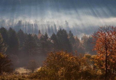 Fresh morning - trees, dawn, foggy, sun rays, landscapes