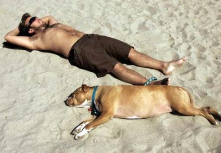 summer - summer, sand, nice, man, dog