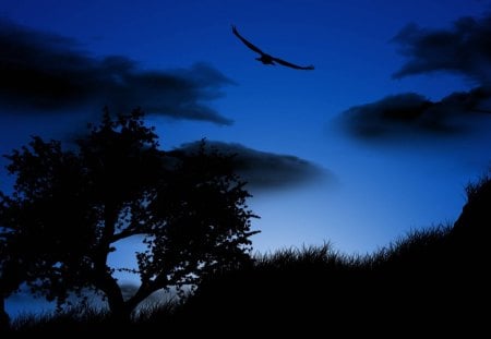 Night Flight - eagle at night, Night Flight, eagle flight, bird at night