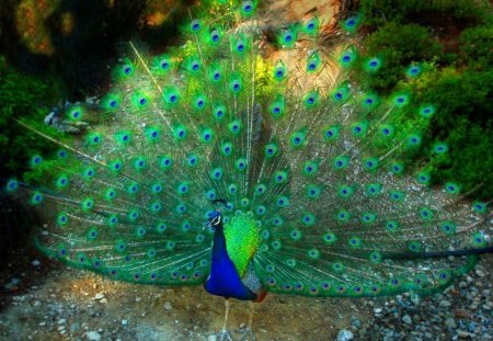 Display - bird, peacock, fan, feathers, tail