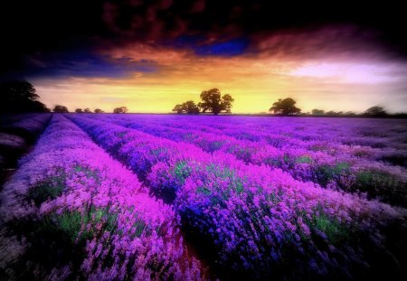 Evening at lavender field - nature, image, color, field, wallpaper, sunset, new, lavender