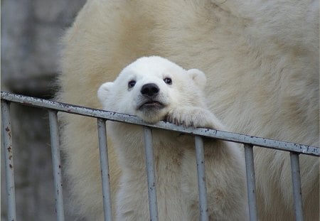 It's a big world out there... - bear, white, polar, cub, little, fence