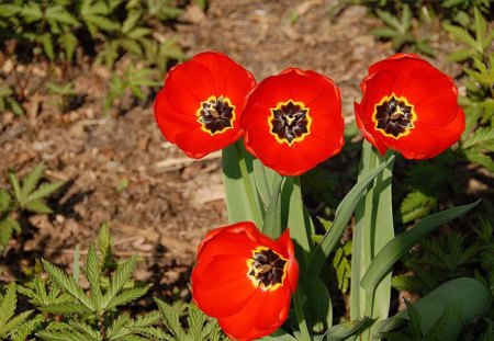 Red in the sun - red, garden, tulips, light, sun