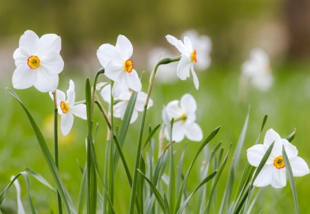 Spring fragrance - white, green, fragrance, spring, daffodils