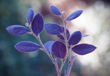 Dreams - branch, purple, blue, leaves, dreams