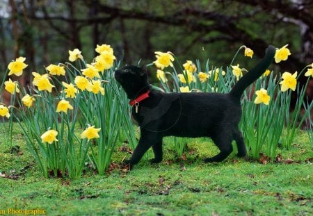 A black cat smelling daffodils - flowers, daffodils, yellow, cat