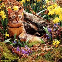 A bengal cat among the daffodils