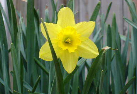 A lonely daffodil - yellow, green, grass, flower, daffodil