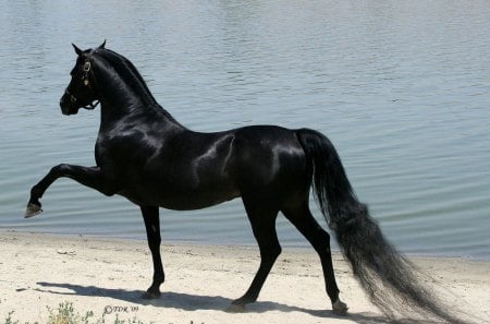 Purebred Arabian Horses