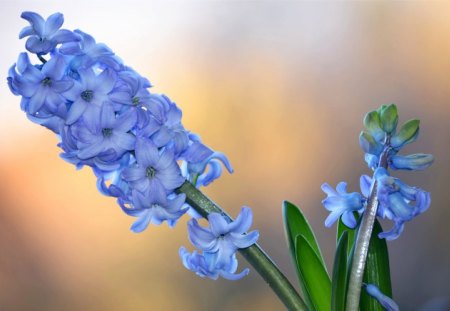 Waiting for spring - blue, green, leaves, waiting, spring, hyacinth