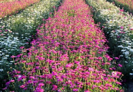 Flower field - colorful, field, Flowers, rural